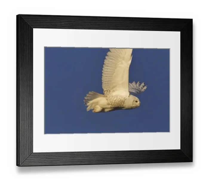 Framed Print : Male snowy owl in flight in Kalispell, Montana, USA Framed Print : Male snowy owl in flight in Kalispell, Montana, USA