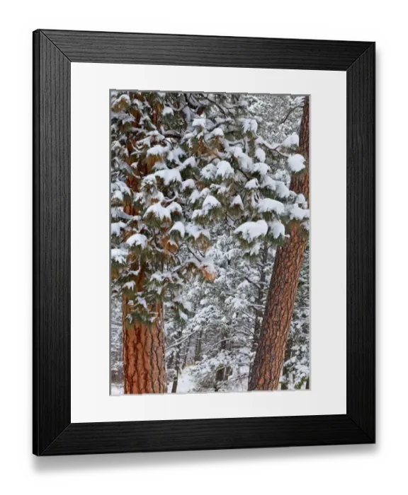 Framed Print : Snow fills the boughs of ponderosa pine trees at Flathead Lake State Park, Montana, USA Framed Print : Snow fills the boughs of ponderosa pine trees at Flathead Lake State Park, Montana, USA