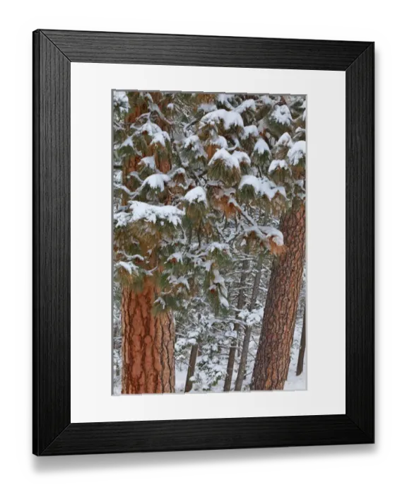 Framed Print : Snow fills the boughs of ponderosa pine trees at Flathead Lake State Park, Montana, USA Framed Print : Snow fills the boughs of ponderosa pine trees at Flathead Lake State Park, Montana, USA