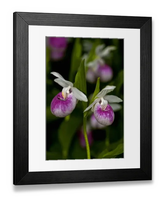 Framed Print : USA, Minnesota, Lake Itasca, Itasca State Park, showy ladys slipper (cypripedium Framed Print : USA, Minnesota, Lake Itasca, Itasca State Park, showy ladys slipper (cypripedium