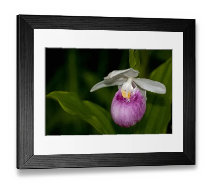 Framed Print : USA, Minnesota, Lake Itasca, Itasca State Park, showy ladys slipper (cypripedium