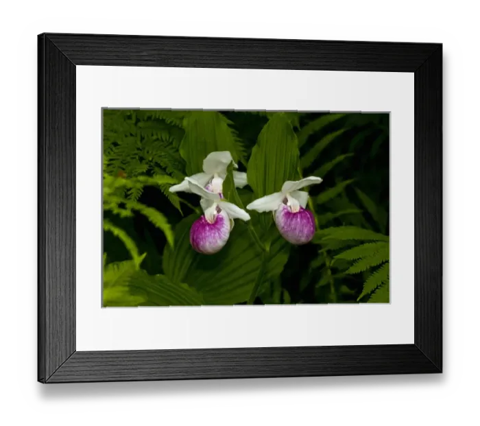 Framed Print : USA, Minnesota, Lake Itasca, Itasca State Park, showy ladys slipper (cypripedium Framed Print : USA, Minnesota, Lake Itasca, Itasca State Park, showy ladys slipper (cypripedium