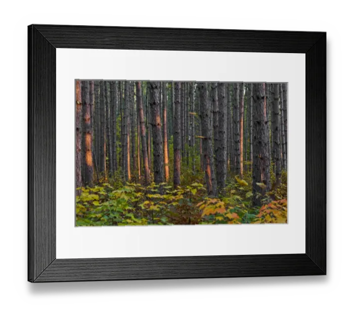 Framed Print : USA, Minnesota, Lake Itasca, Itasca State Park, Pine demonstration stand