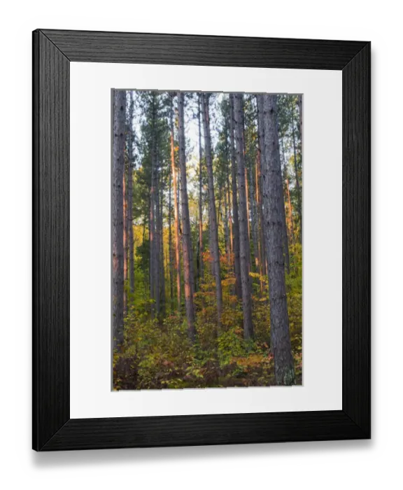 Framed Print : USA, Minnesota, Lake Itasca, Itasca State Park, Pine demonstration stand