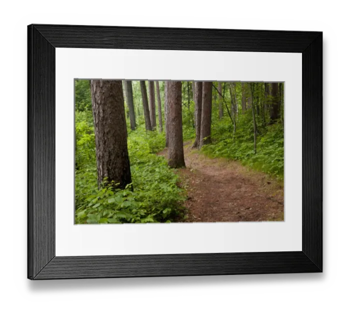 Framed Print : USA, Minnesota, Park Rapids, Itasca State Park