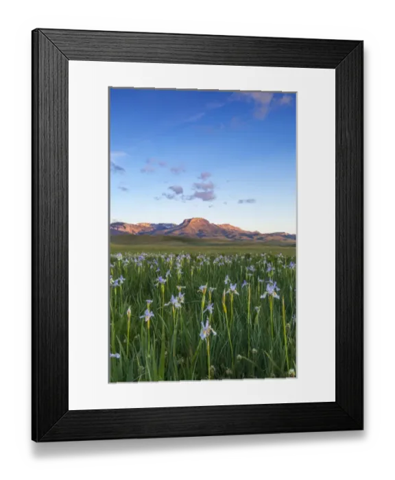 Framed Print : Wild iris wildflowers in grasslands along the Rocky Mountain Front near Choteau, Montana Framed Print : Wild iris wildflowers in grasslands along the Rocky Mountain Front near Choteau, Montana