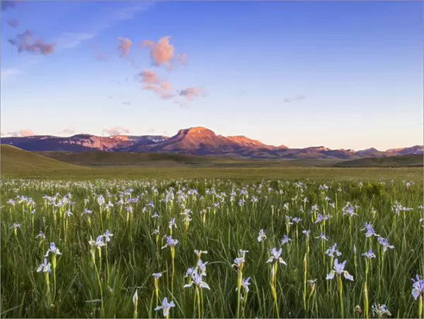 Wild iris wildflowers in grasslands along the Rocky Mountain Front near Choteau, Montana