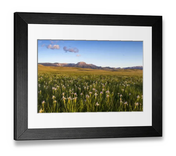 Framed Print : Wild iris wildflowers in grasslands along the Rocky Mountain Front near Choteau, Montana