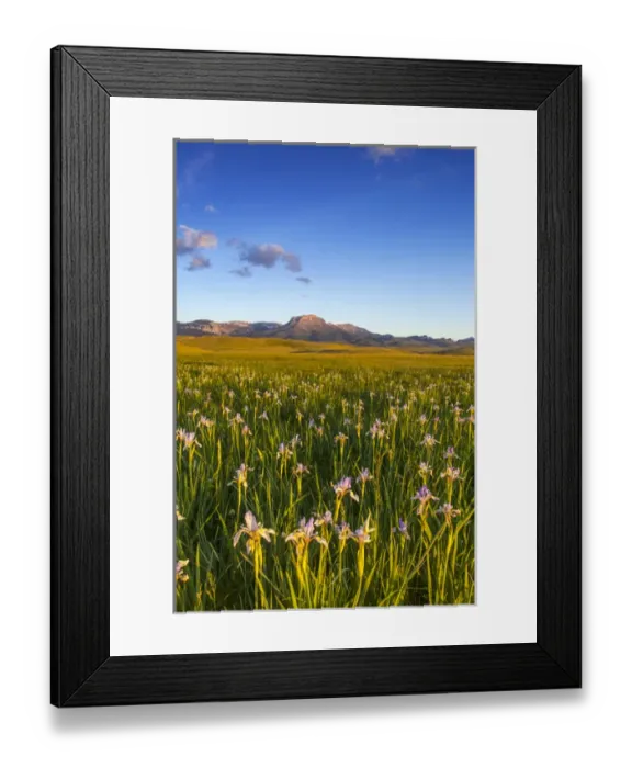 Framed Print : Wild iris wildflowers in grasslands along the Rocky Mountain Front near Choteau, Montana
