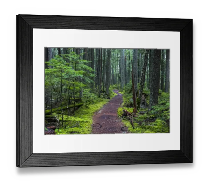Framed Print : Hiking trail winds through mosyy rainforest in Glacier National Park, Montana, USA