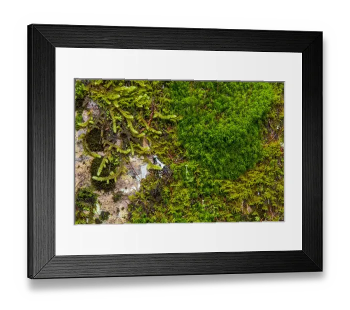 Framed Print : Mosses and lichens thrive on blouder in Glacier National Park, Montana, USA Framed Print : Mosses and lichens thrive on blouder in Glacier National Park, Montana, USA