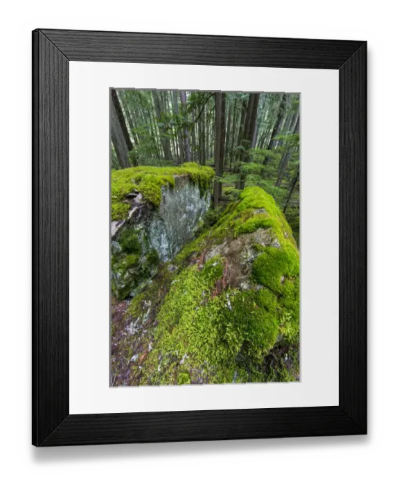 Framed Print : Mossy boulders in cedar and hemlock forest in Glacier National Park, Montana, USA Framed Print : Mossy boulders in cedar and hemlock forest in Glacier National Park, Montana, USA