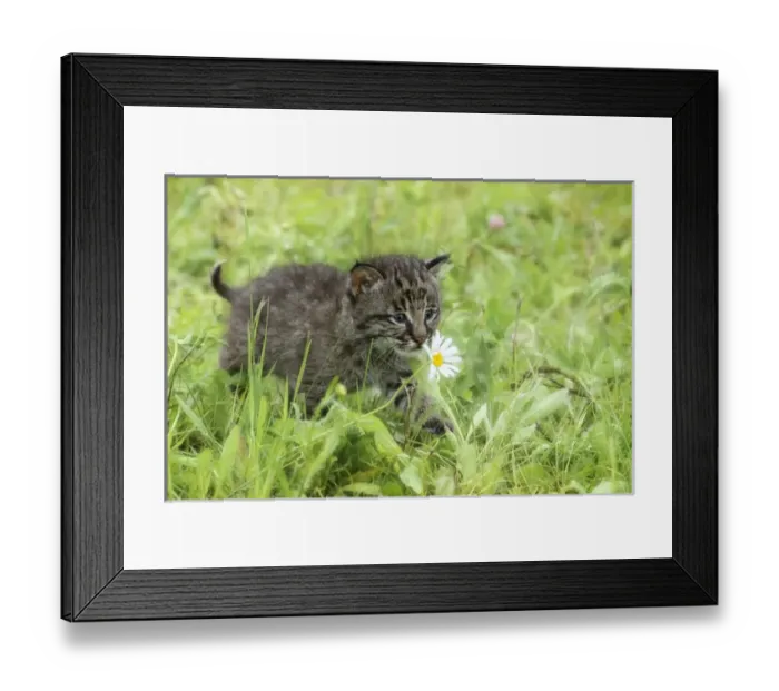 Framed Print : USA, Minnesota, Sandstone, Minnesota Wildlife Connection Framed Print : USA, Minnesota, Sandstone, Minnesota Wildlife Connection