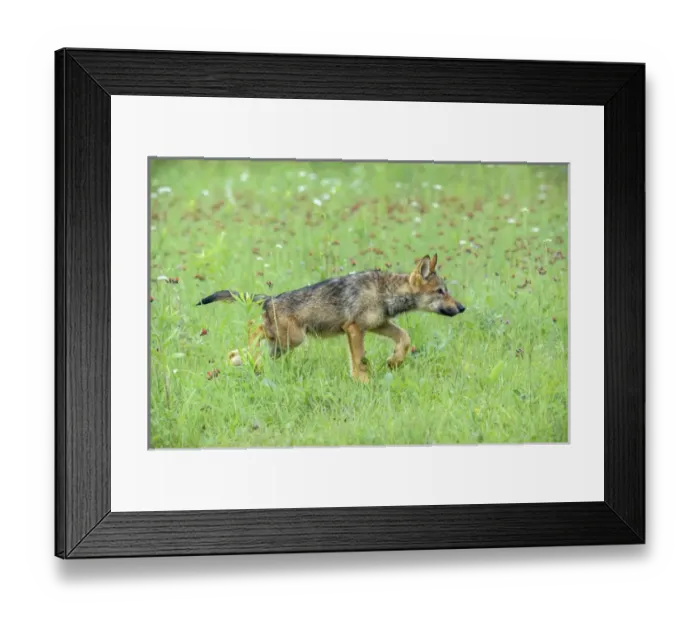 Framed Print : USA, Minnesota, Sandstone, Minnesota Wildlife Connection Framed Print : USA, Minnesota, Sandstone, Minnesota Wildlife Connection