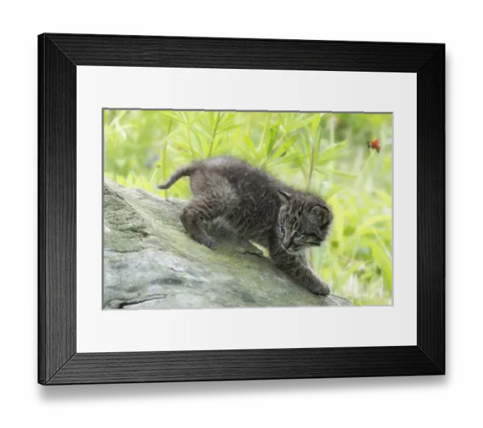 Framed Print : USA, Minnesota, Sandstone, Minnesota Wildlife Connection Framed Print : USA, Minnesota, Sandstone, Minnesota Wildlife Connection