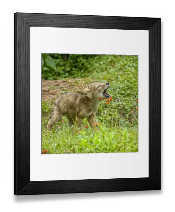 Framed Print : USA, Minnesota, Sandstone, Minnesota Wildlife Connection. Coyote pup howling Framed Print : USA, Minnesota, Sandstone, Minnesota Wildlife Connection. Coyote pup howling