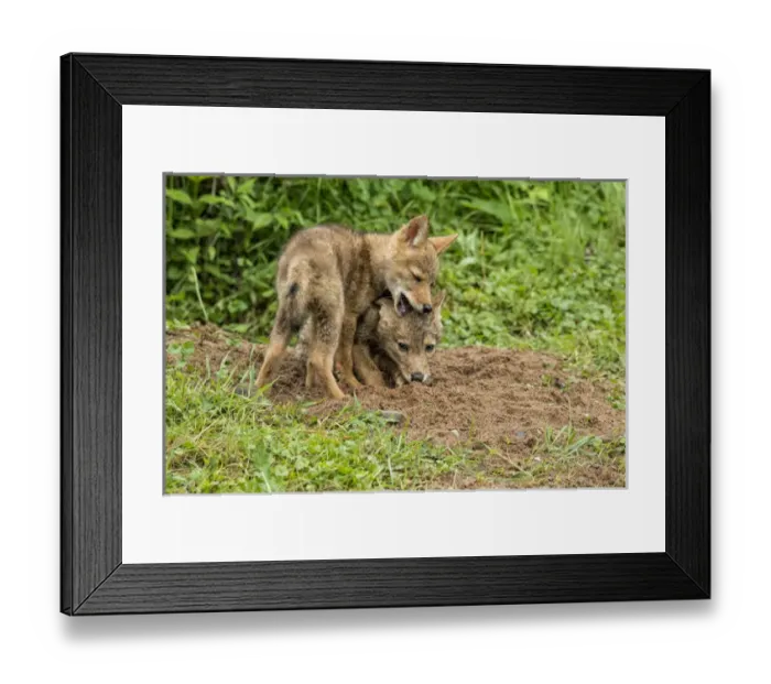 Framed Print : USA, Minnesota, Sandstone, Minnesota Wildlife Connection Framed Print : USA, Minnesota, Sandstone, Minnesota Wildlife Connection