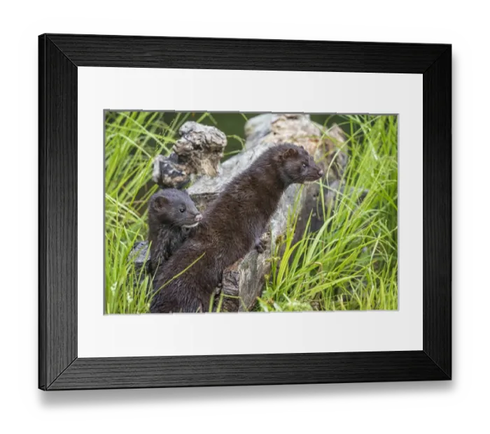 Framed Print : USA, Minnesota, Sandstone, Minnesota Wildlife Connection. Two mink kits on log Framed Print : USA, Minnesota, Sandstone, Minnesota Wildlife Connection. Two mink kits on log