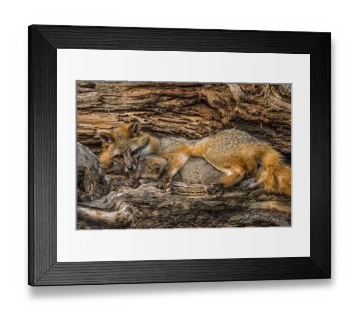 Framed Print : USA, Minnesota, Sandstone, Minnesota Wildlife Connection Framed Print : USA, Minnesota, Sandstone, Minnesota Wildlife Connection