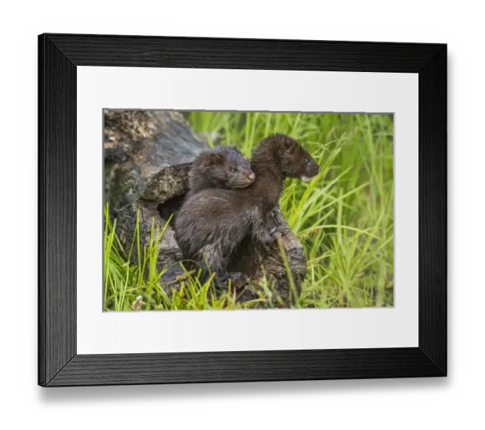 Framed Print : USA, Minnesota, Sandstone, Minnesota Wildlife Connection Framed Print : USA, Minnesota, Sandstone, Minnesota Wildlife Connection