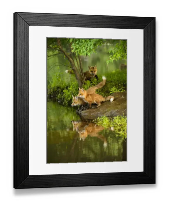 Framed Print : USA, Minnesota, Sandstone, Minnesota Wildlife Connection Framed Print : USA, Minnesota, Sandstone, Minnesota Wildlife Connection