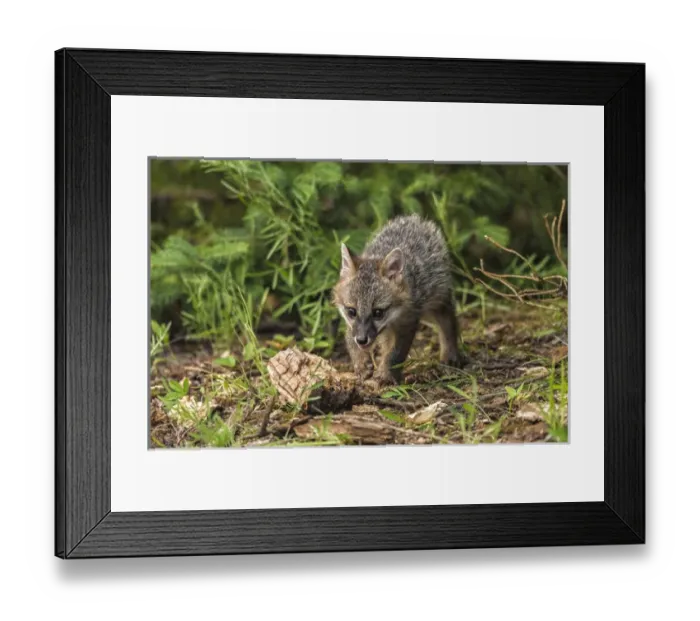 Framed Print : USA, Minnesota, Sandstone, Minnesota Wildlife Connection Framed Print : USA, Minnesota, Sandstone, Minnesota Wildlife Connection