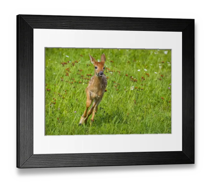 Framed Print : USA, Minnesota, Sandstone, Minnesota Wildlife Connection Framed Print : USA, Minnesota, Sandstone, Minnesota Wildlife Connection