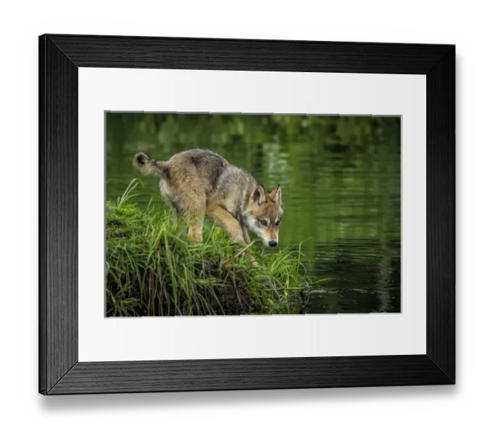 Framed Print : USA, Minnesota, Sandstone, Minnesota Wildlife Connection Framed Print : USA, Minnesota, Sandstone, Minnesota Wildlife Connection