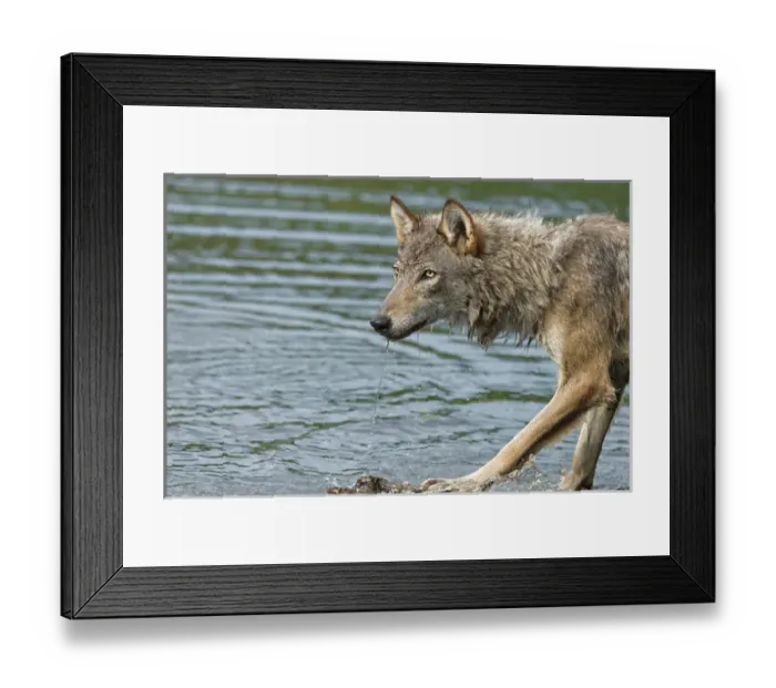 Framed Print : USA, Minnesota, Sandstone, Minnesota Wildlife Connection Framed Print : USA, Minnesota, Sandstone, Minnesota Wildlife Connection