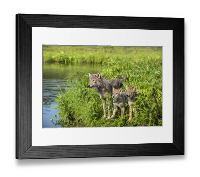 Framed Print : USA, Minnesota, Sandstone, Minnesota Wildlife Connection Framed Print : USA, Minnesota, Sandstone, Minnesota Wildlife Connection