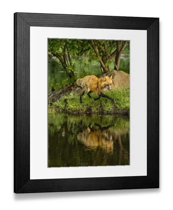 Framed Print : USA, Minnesota, Sandstone, Minnesota Wildlife Connection Framed Print : USA, Minnesota, Sandstone, Minnesota Wildlife Connection