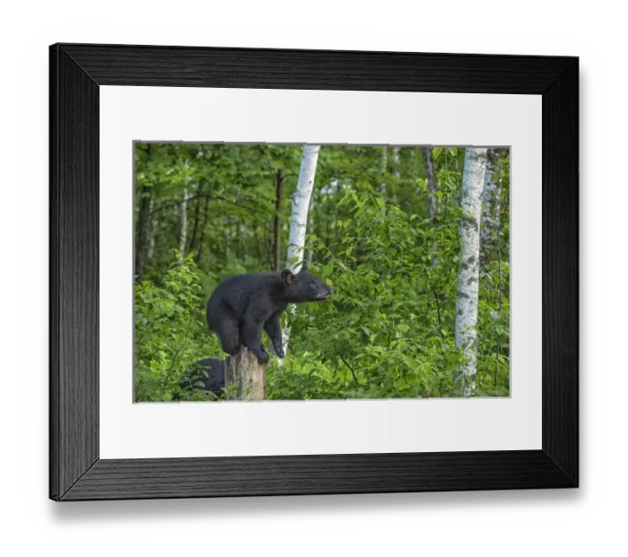 Framed Print : USA, Minnesota, Sandstone, Minnesota Wildlife Connection