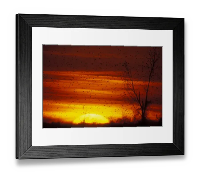 Framed Print : USA, Missouri. Large flock of blackbirds silhouetted at sunset