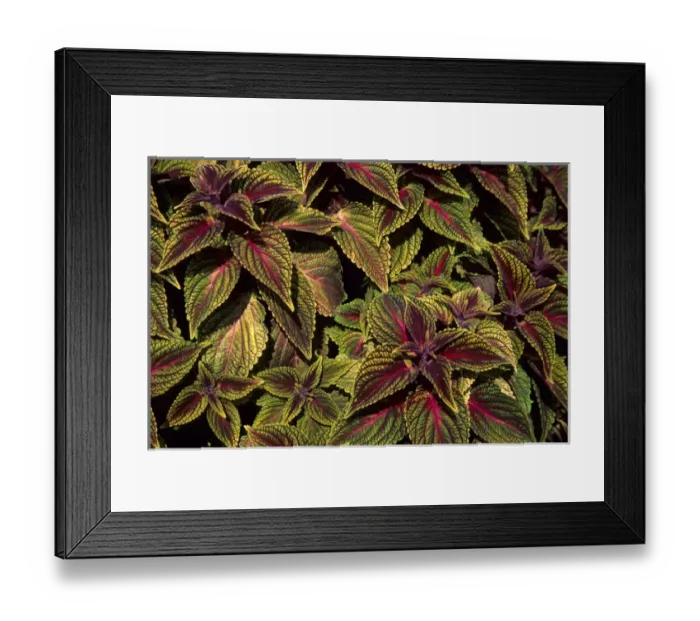 Framed Print : Mr. Wonderful Coleus (Solenostemon scutellariodes) MO