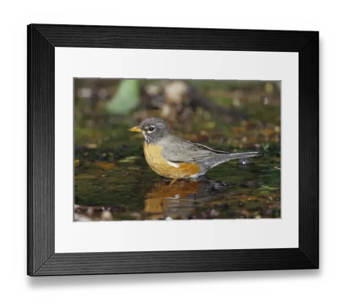 Framed Print : American Robin (Turdis migratorius) bathing, Tower Grove Park, St. Louis MO Framed Print : American Robin (Turdis migratorius) bathing, Tower Grove Park, St. Louis MO