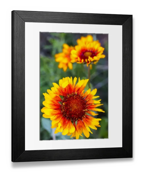 Framed Print : Blanketflower aka brown eyed susans in Glacier National Park, Montana, USA Framed Print : Blanketflower aka brown eyed susans in Glacier National Park, Montana, USA