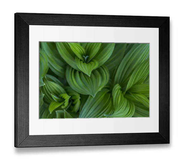 Framed Print : Corn lilly aka false hellebore in Glacier National Park, Montana, USA Framed Print : Corn lilly aka false hellebore in Glacier National Park, Montana, USA