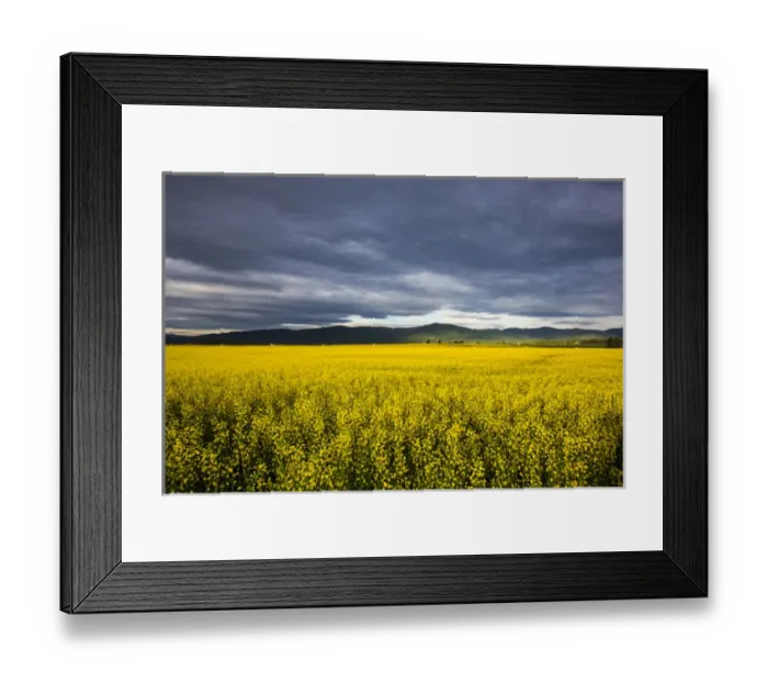 Framed Print : Canola field in morning light in the Flathead Valley of Montana, USA