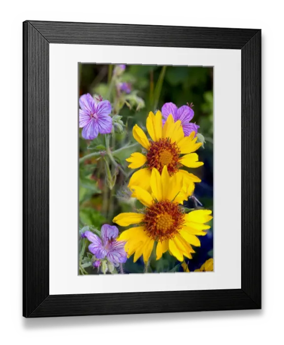 Framed Print : Blanketflower aka brown eyed susans and stick geraniums in Glacier National Park Framed Print : Blanketflower aka brown eyed susans and stick geraniums in Glacier National Park