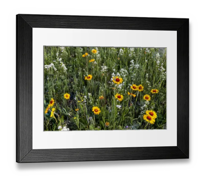 Framed Print : Blanketflower aka brown eyed susans and wild buckwheat in Glacier National Park, Montana Framed Print : Blanketflower aka brown eyed susans and wild buckwheat in Glacier National Park, Montana