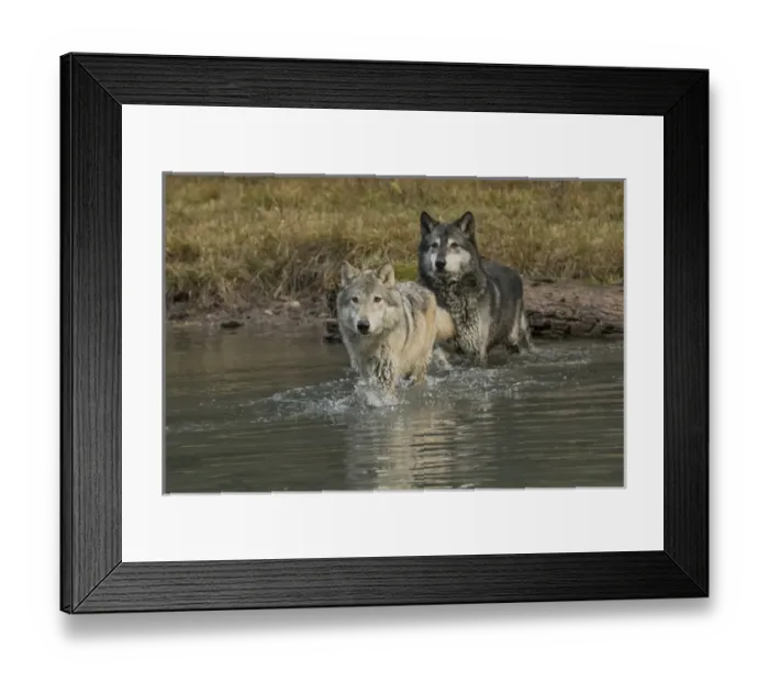 Framed Print : Two Gray Wolves crossing stream, Montana Framed Print : Two Gray Wolves crossing stream, Montana