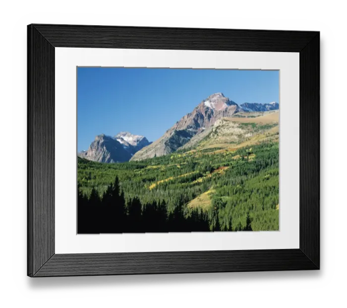 Framed Print : USA, Montana, Aspen trees in autumn among pine forest Framed Print : USA, Montana, Aspen trees in autumn among pine forest