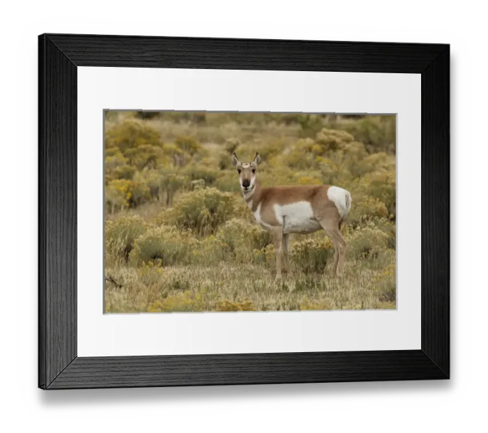 Framed Print : Pronghorn Antelope, Yellowstone National Park, Montana / Wyoming Framed Print : Pronghorn Antelope, Yellowstone National Park, Montana / Wyoming