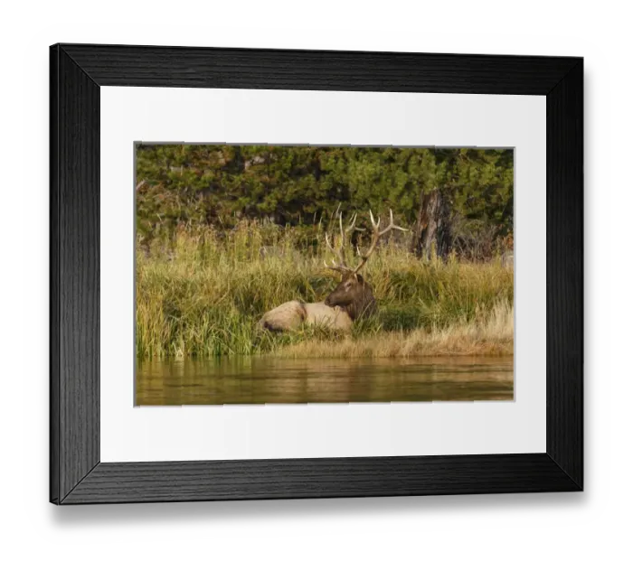 Framed Print : Bull Elk along Madison River, Yellowstone National Park, Montana / Wyoming Framed Print : Bull Elk along Madison River, Yellowstone National Park, Montana / Wyoming