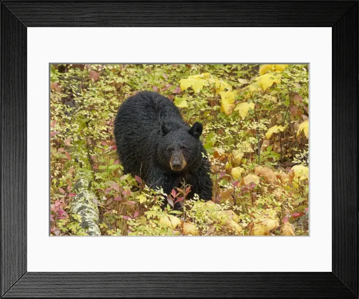 Framed Print : Black Bear in autumn foliage, Yellowstone National Park, Montana / Wyoming Framed Print : Black Bear in autumn foliage, Yellowstone National Park, Montana / Wyoming