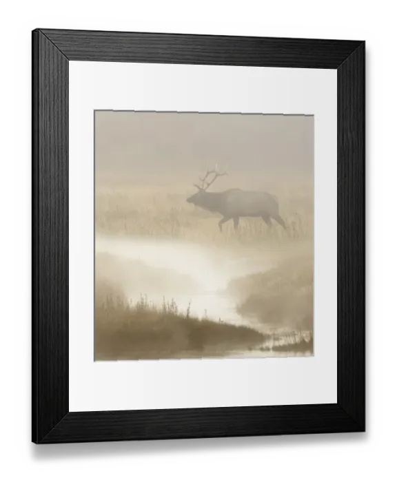 Framed Print : Bull Elk on foggy morning along Madison River, Yellowstone National Park, Montana / Wyoming Framed Print : Bull Elk on foggy morning along Madison River, Yellowstone National Park, Montana / Wyoming