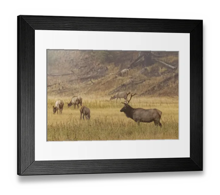 Framed Print : Bull Elk with females on foggy morning along Madison River, Yellowstone National Park Framed Print : Bull Elk with females on foggy morning along Madison River, Yellowstone National Park