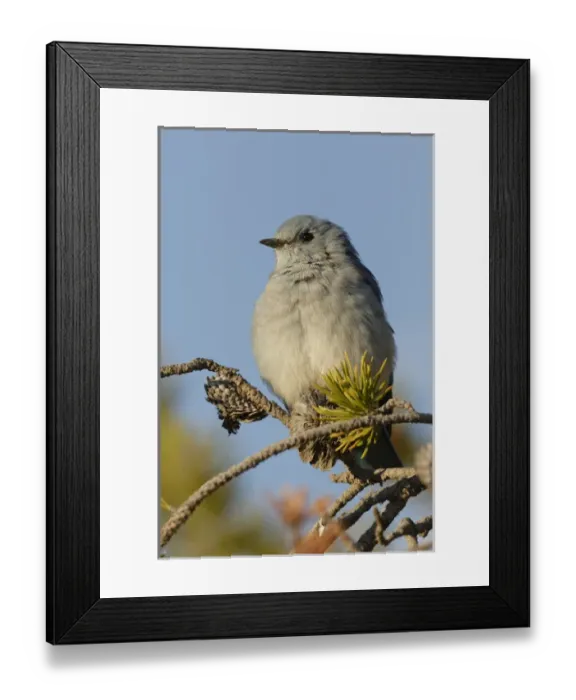 Framed Print : Mountain Bluebird, Sialia currucoides, Yellowstone National Park, Montana  /  Wyoming