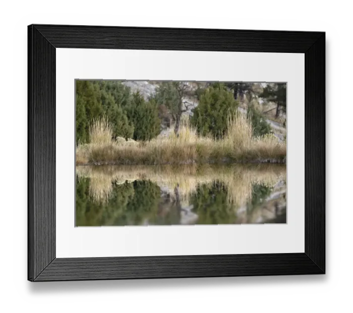 Framed Print : Grass reflection, Canary Spring, Yellowstone National Park, Montana / Wyoming Framed Print : Grass reflection, Canary Spring, Yellowstone National Park, Montana / Wyoming