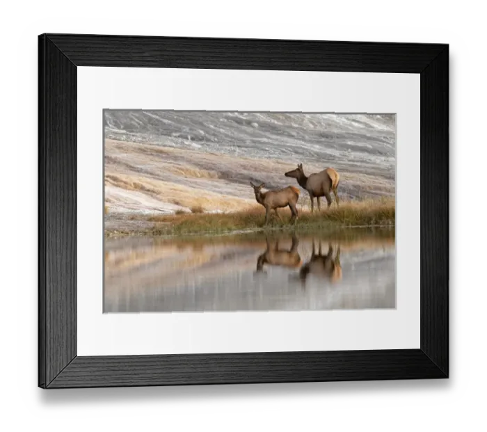 Framed Print : Herd of Elk and reflection, Canary Spring, Yellowstone National Park, Montana / Wyoming Framed Print : Herd of Elk and reflection, Canary Spring, Yellowstone National Park, Montana / Wyoming
